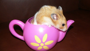 Hamster in a teapot (photo credit Angie Perkins)
