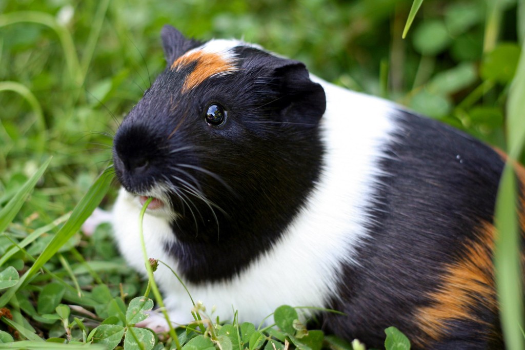 Could a Rodent Be the Right Pet For You?