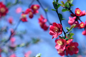 Spring Flowers  (image: freestockphotos.biz)