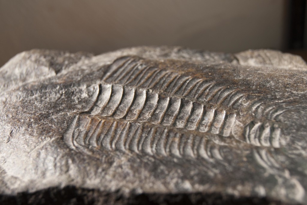 Hunting the Past in West Virginia: Where to Find Fossils