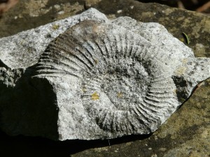 ammonit-54073_1280