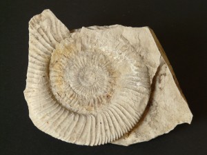 ammonit-5852_1280