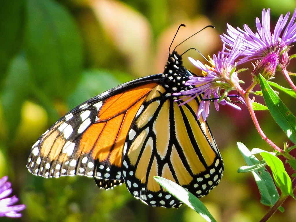 Save Monarch Butterflies — Just Plant Some Seeds