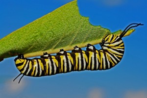 caterpillar-562104_1280