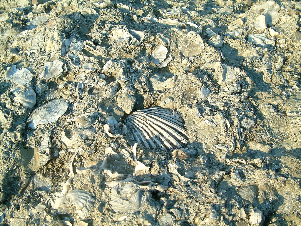Hunting The Past Four Great Places to Collect Fossils in Ohio