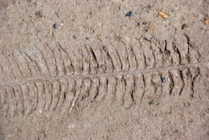 Cement fern