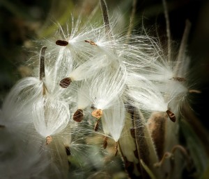 milkweed-170603_1280