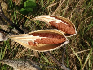 milkweed-289594_1280