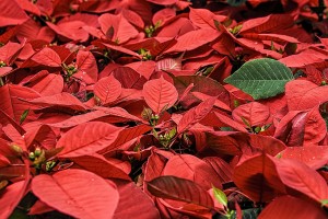 poinsettia-557704_1280