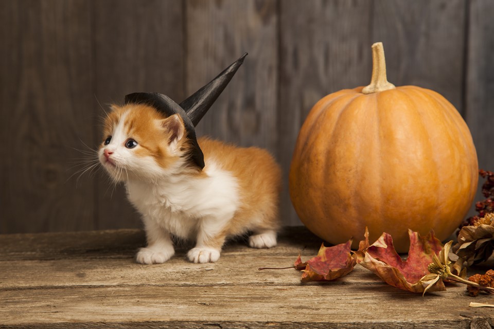 Treats Pumpkins And Fall Festival Happenings Marietta And Beyond